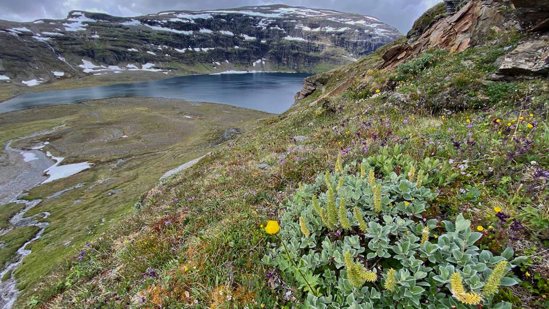 Lågt växande vegetation i förgrunden. Berg och en fjällsjö i bakgrunden.