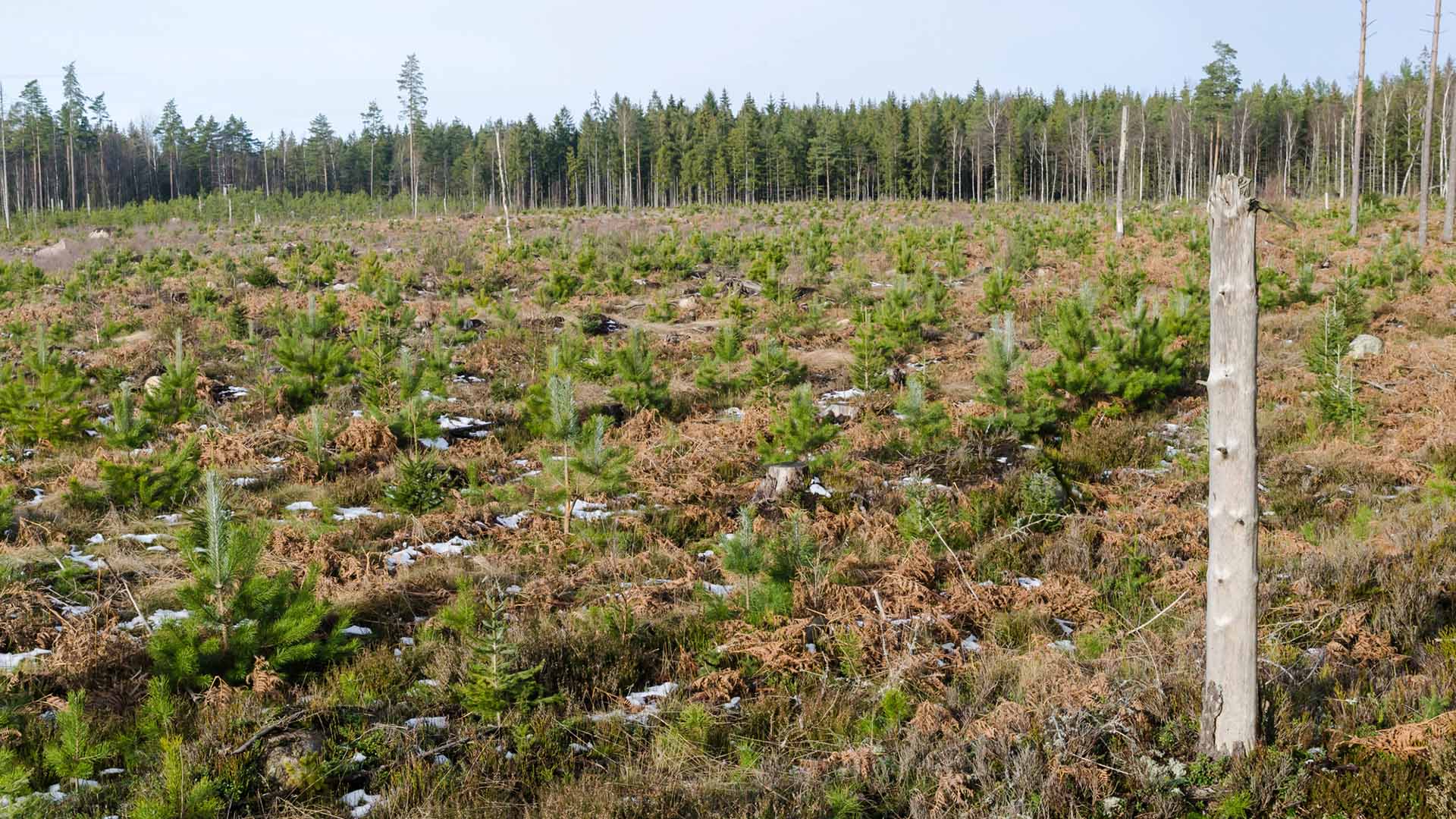 Kalhygge med nya plantor.