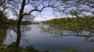 Träd och vatten med Stockholm i bakgrunden.