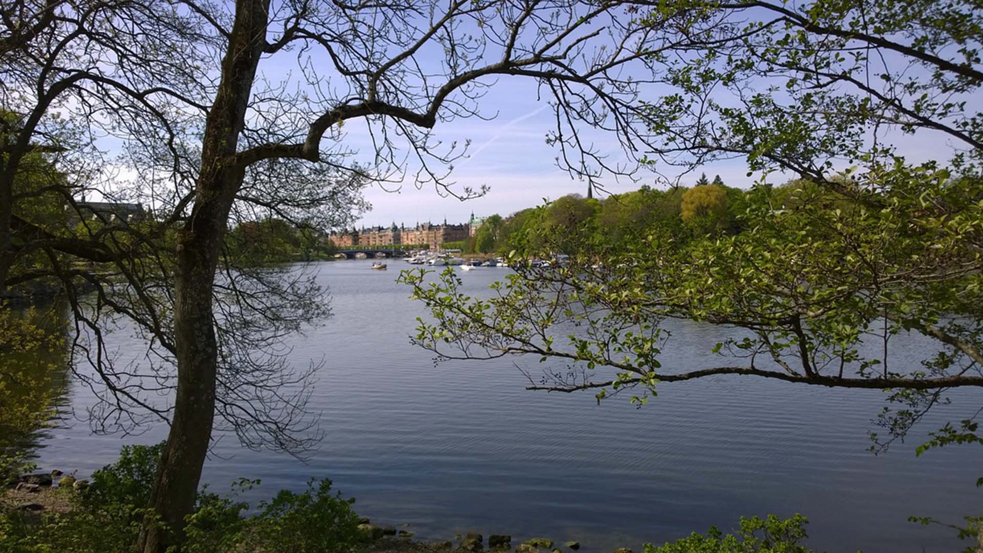 Träd och vatten med Stockholm i bakgrunden.