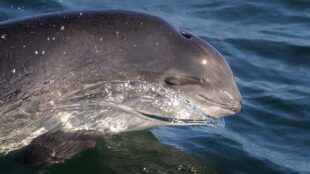 Tumlare ovanför ytan