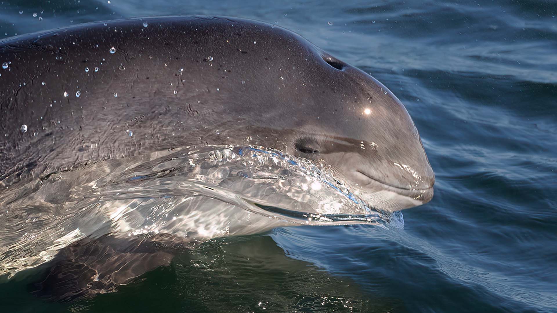 Tumlare ovanför ytan