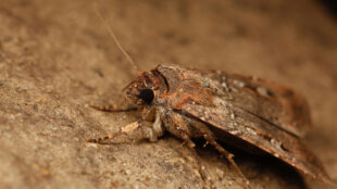 Bogonfjärilen har gråbruna vingar och långa spröt vid huvudet.