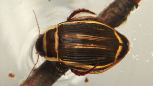 Brun skalbagge med två ljusare streck på ryggen.