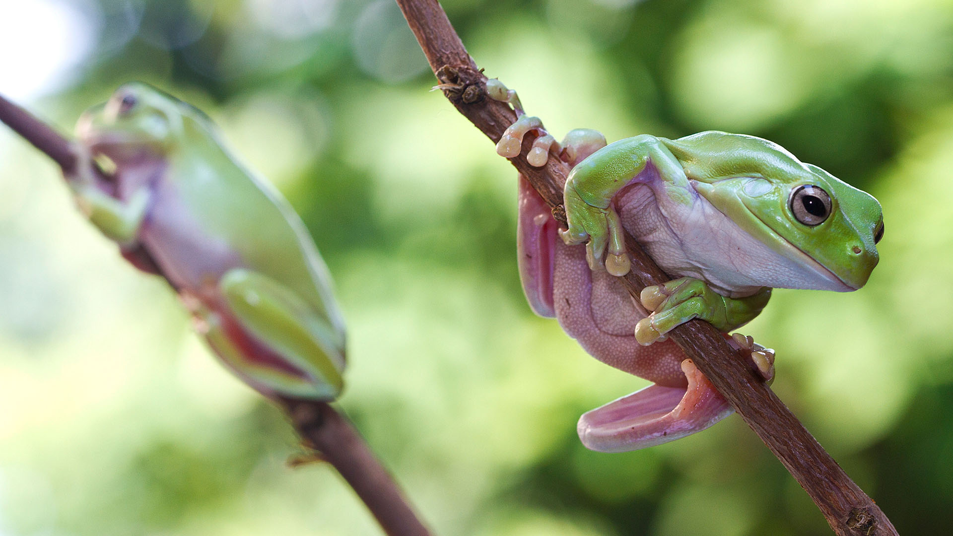 Två grodor på en trädgren