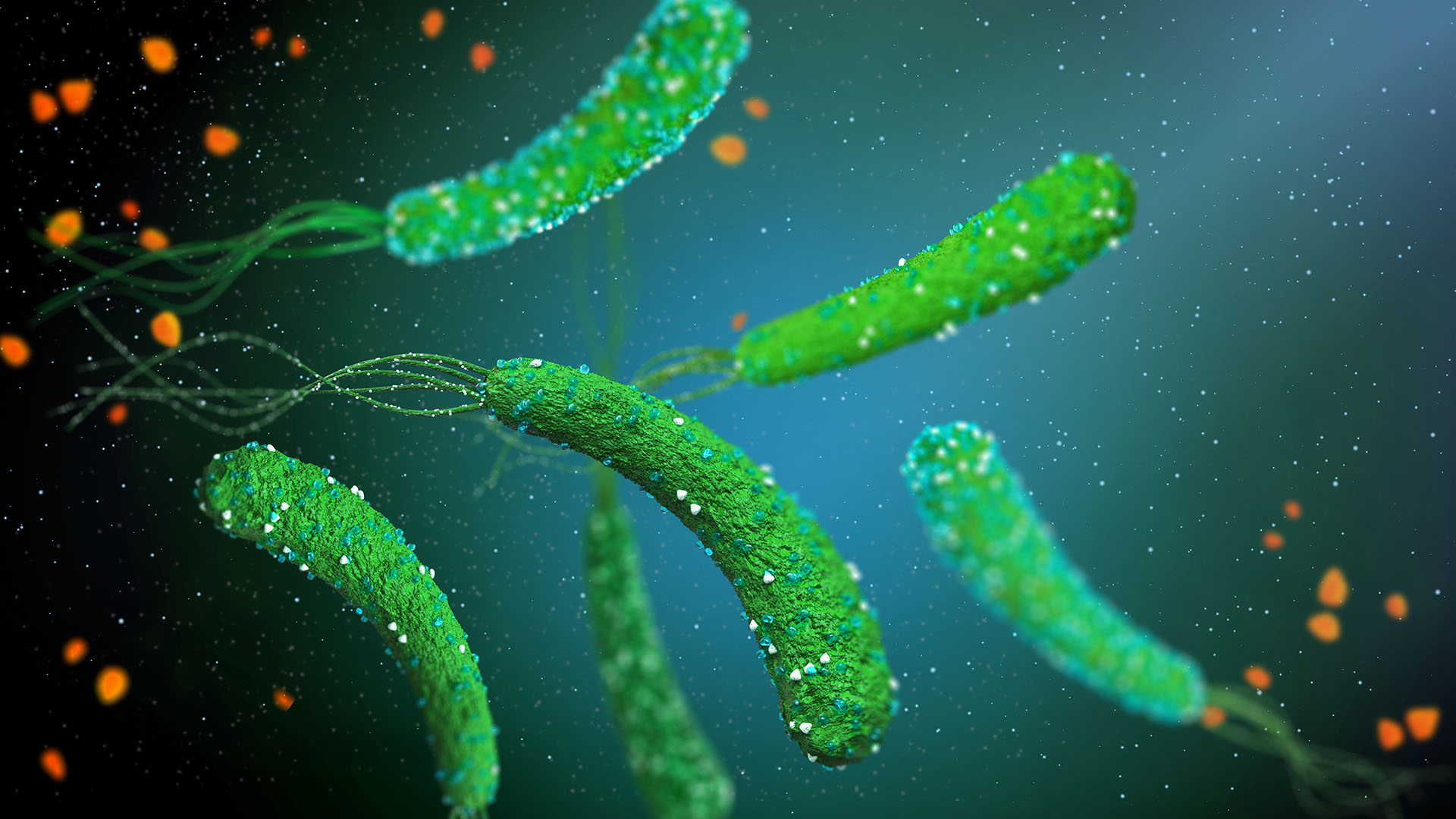 Förstoring av bakterien som ser ut som knubbiga maskar med svans.