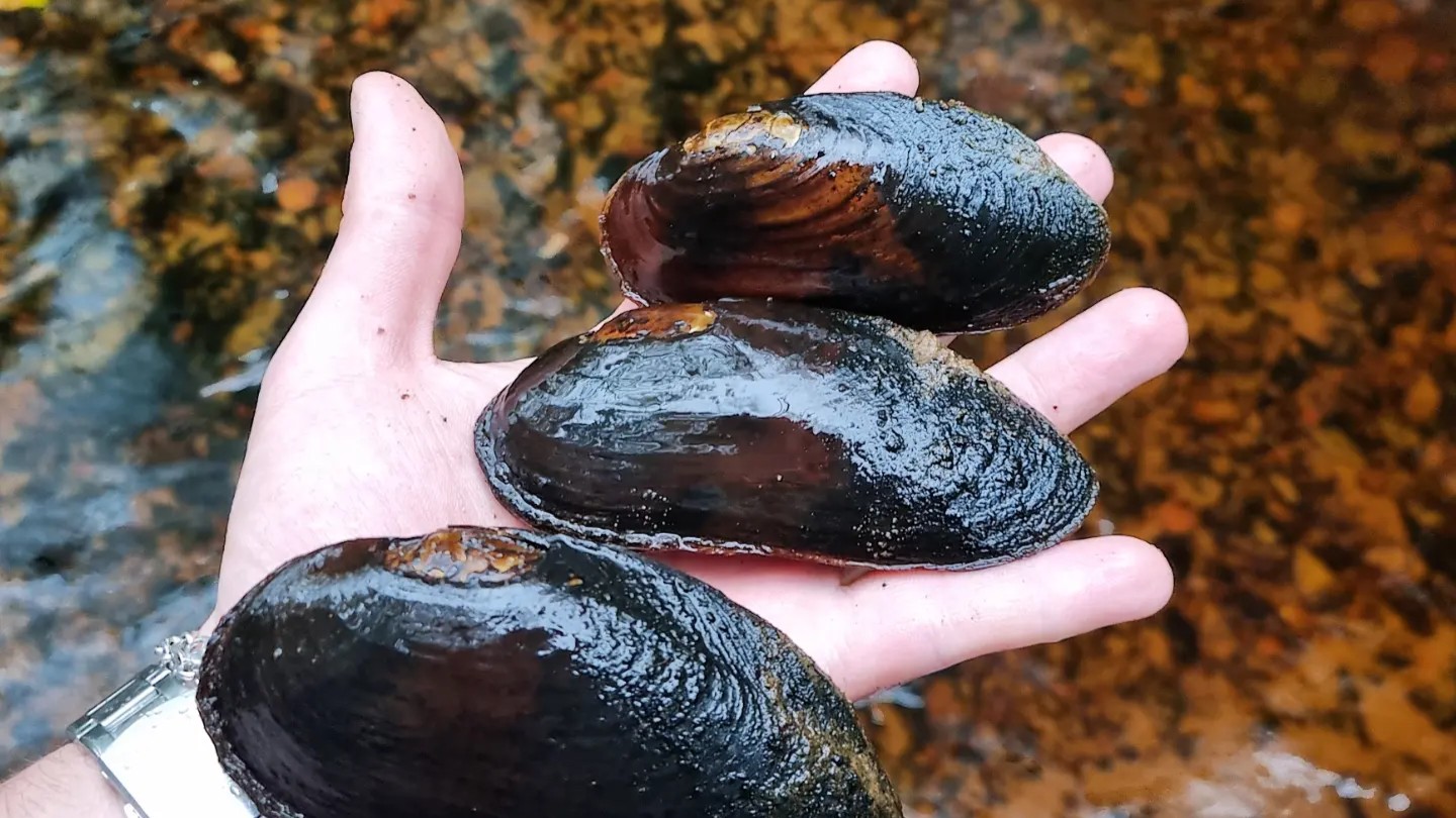 Tre musslor i en hand