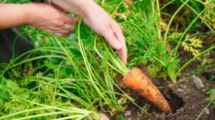 En morot dras upp från jord.