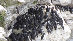 Sillgrisslor sitter på klippkant.