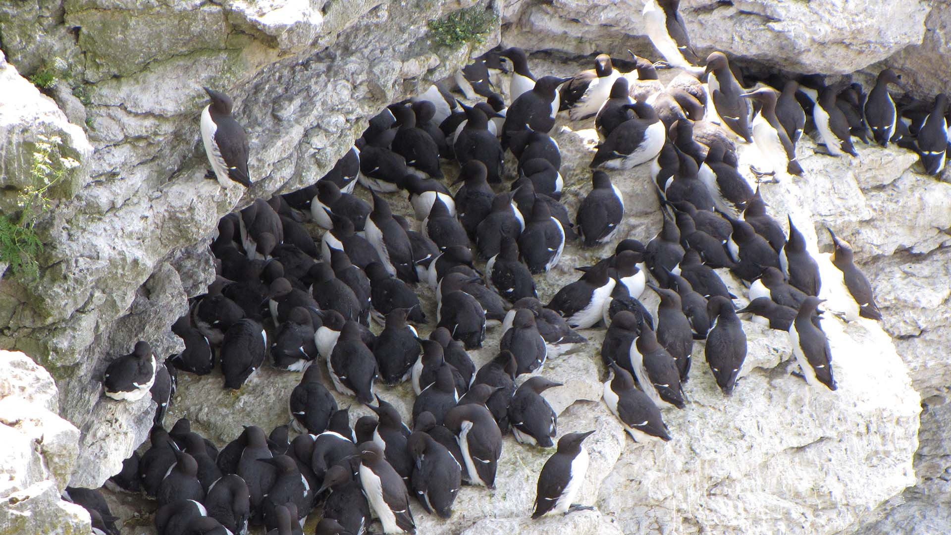 Sillgrisslor sitter på klippkant.