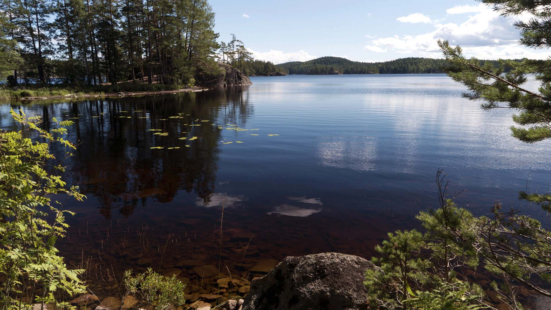 Insjö omgiven av tallar och andra träd.