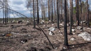 Förkolnade träd efter brand