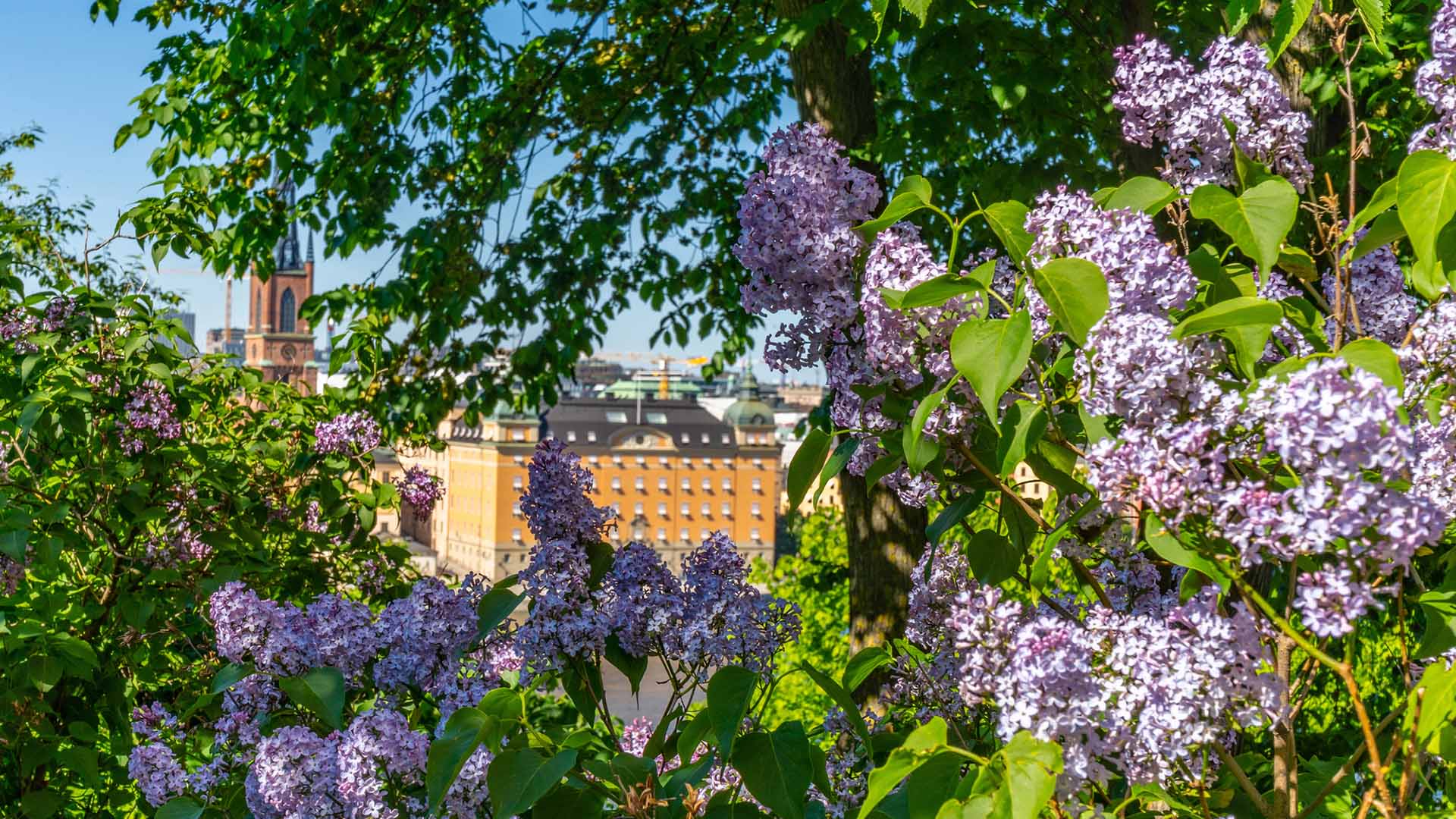 Stor syrénbuske med utsikt över Stockholm.