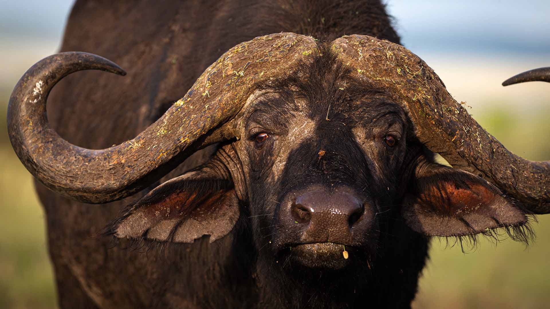 Närbild på vattenbuffel med stora horn.