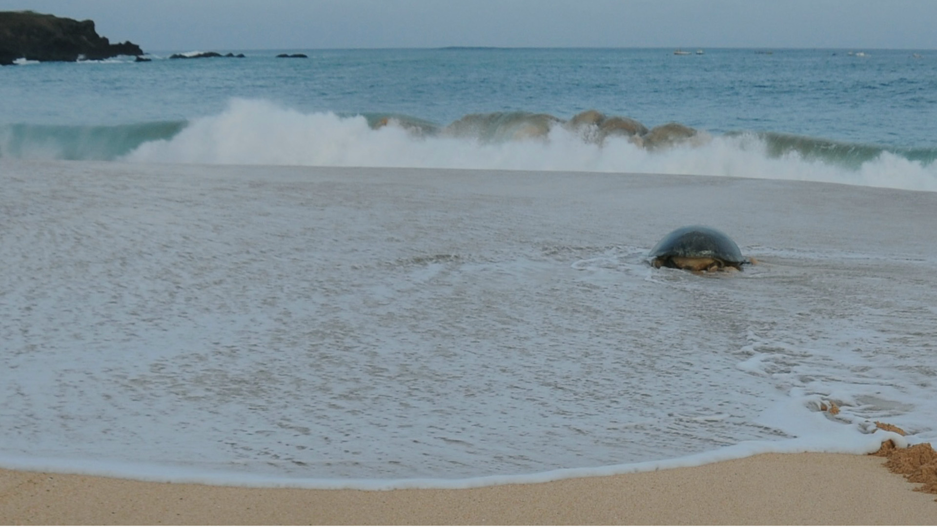 Sköldpadda letar sig upp på land från havet.