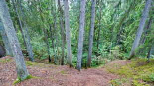 Tät skog med tallstammar.