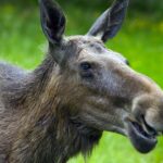 Närbild på älg omgiven av grönska.