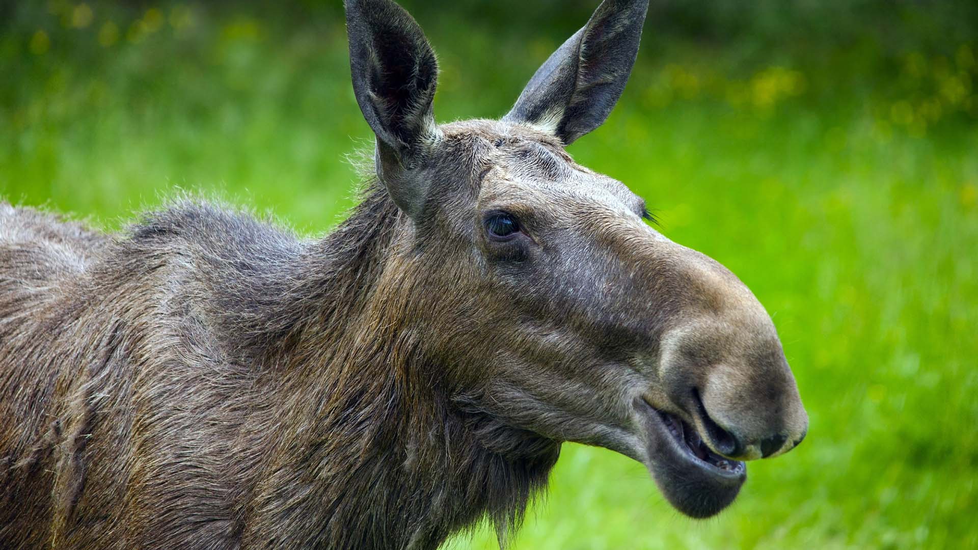 Närbild på älg omgiven av grönska.