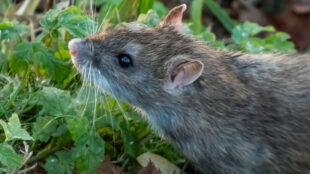 Gråbrun råtta kikar upp bland gröna växter på marken.