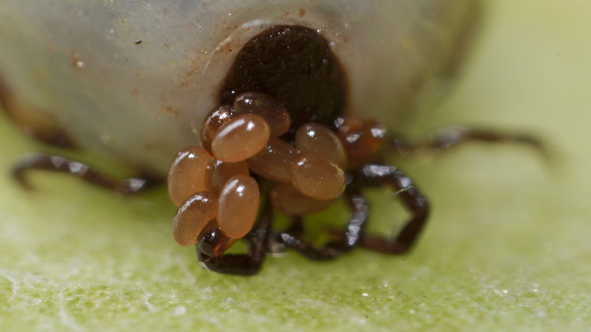 Fästing lägger ägg