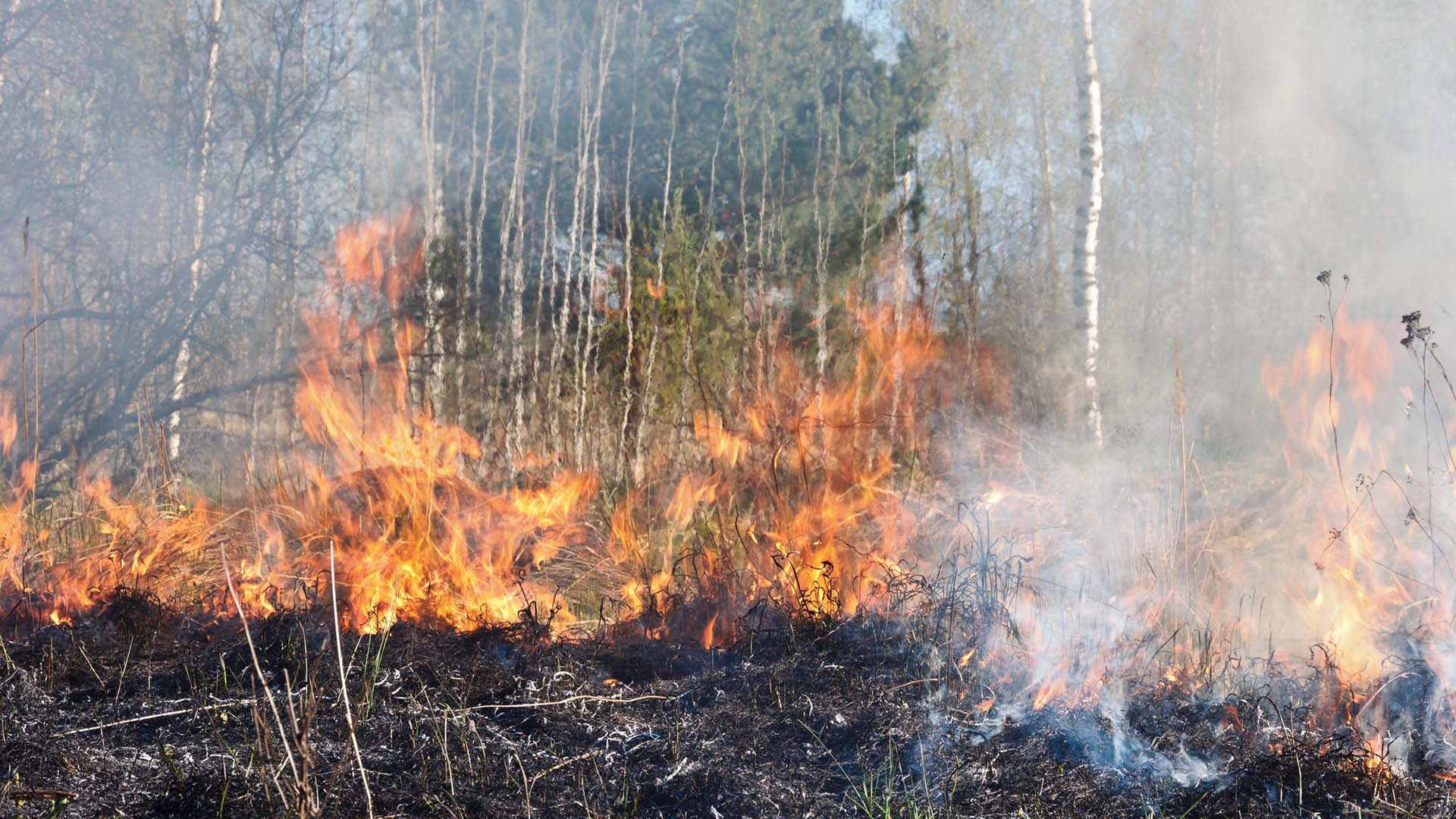 Lågor flammar i skog.