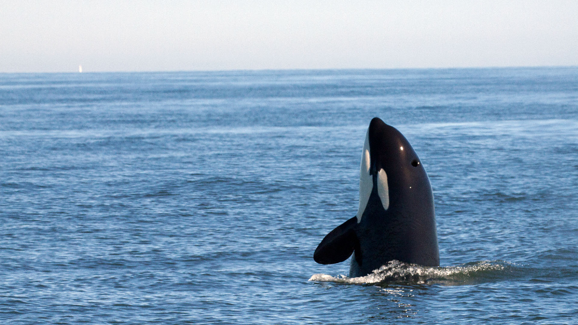 En svart och vit späckhuggare med kroppen halvvägs upp över vattenytan.