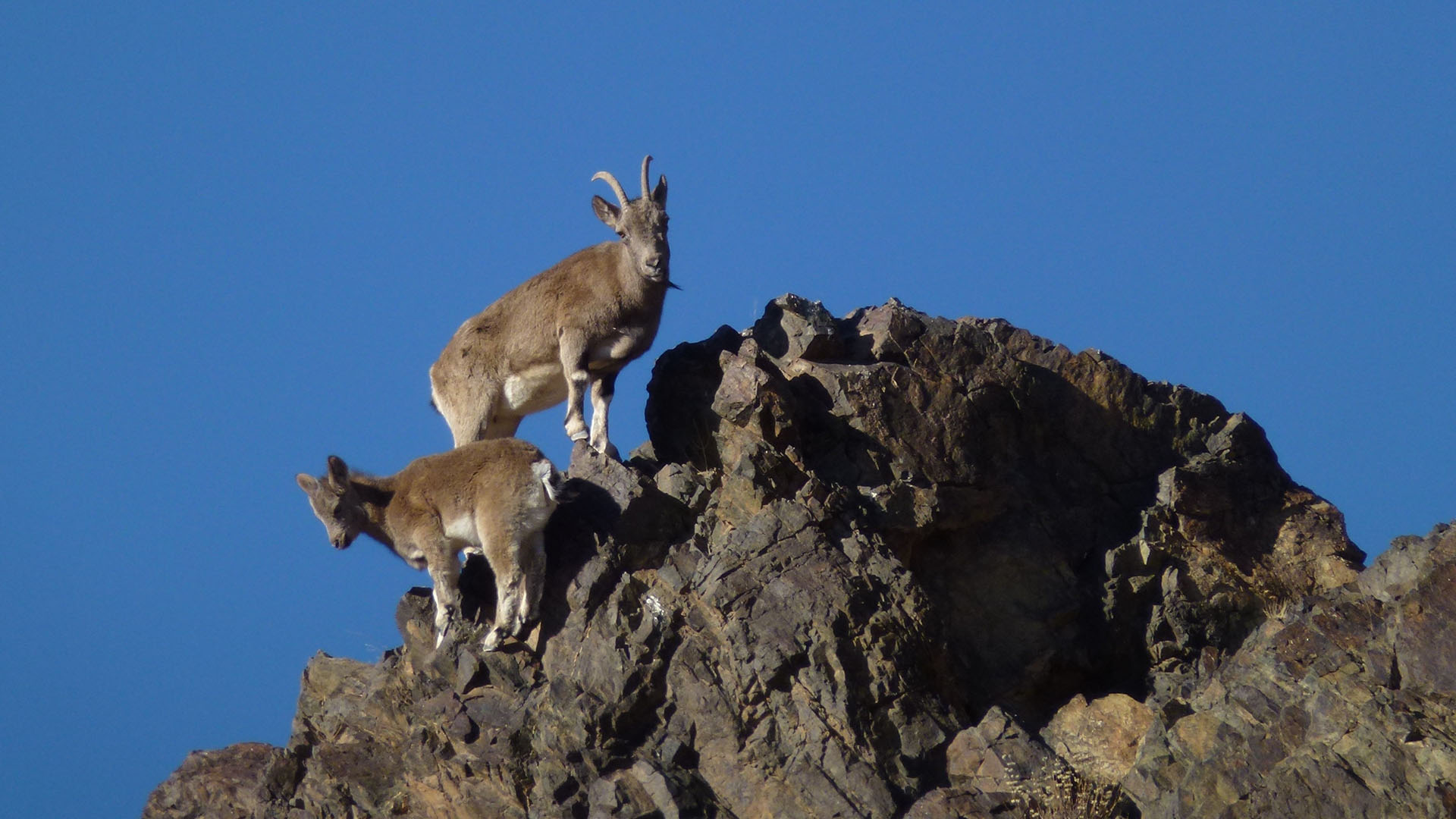 Två stenbockar uppe på en klippa i bergen.