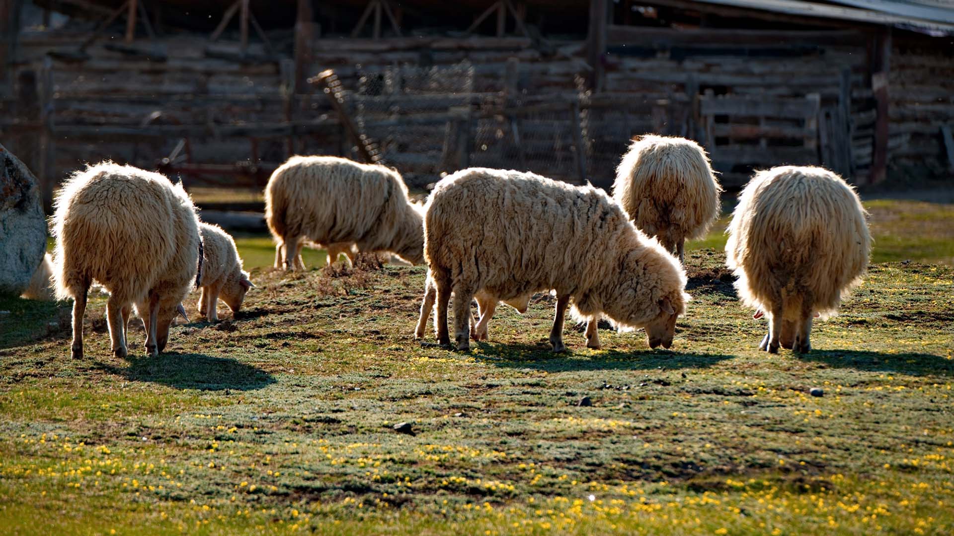 En flock får betar framför ett hus.