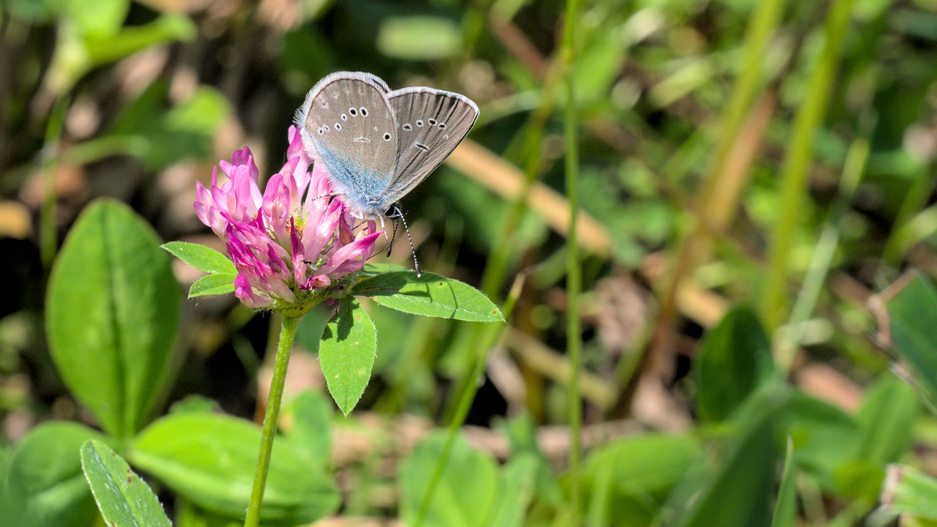 Grå fjäril med inslag av blå färg på vingarna har landat på rödklöver.