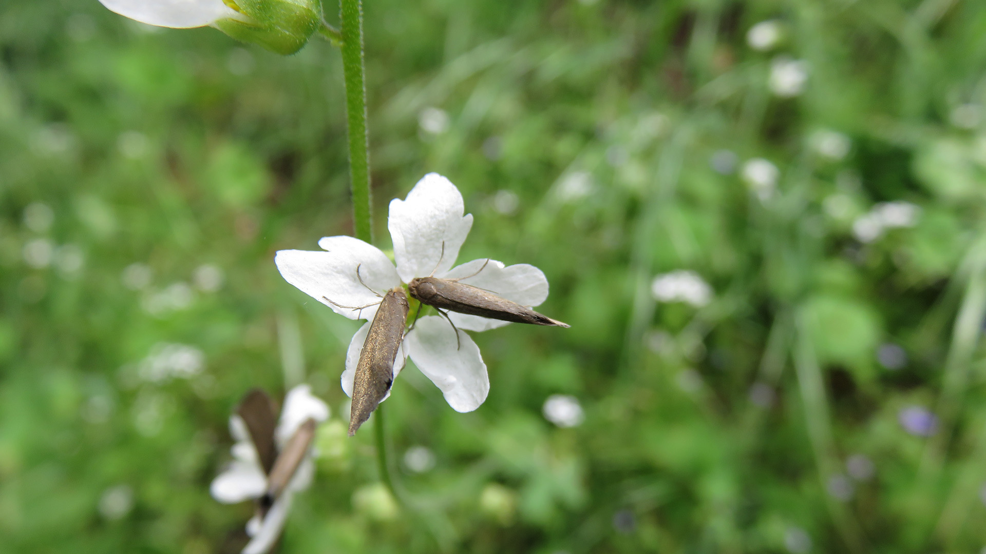 vit blomma med insekt i mitten