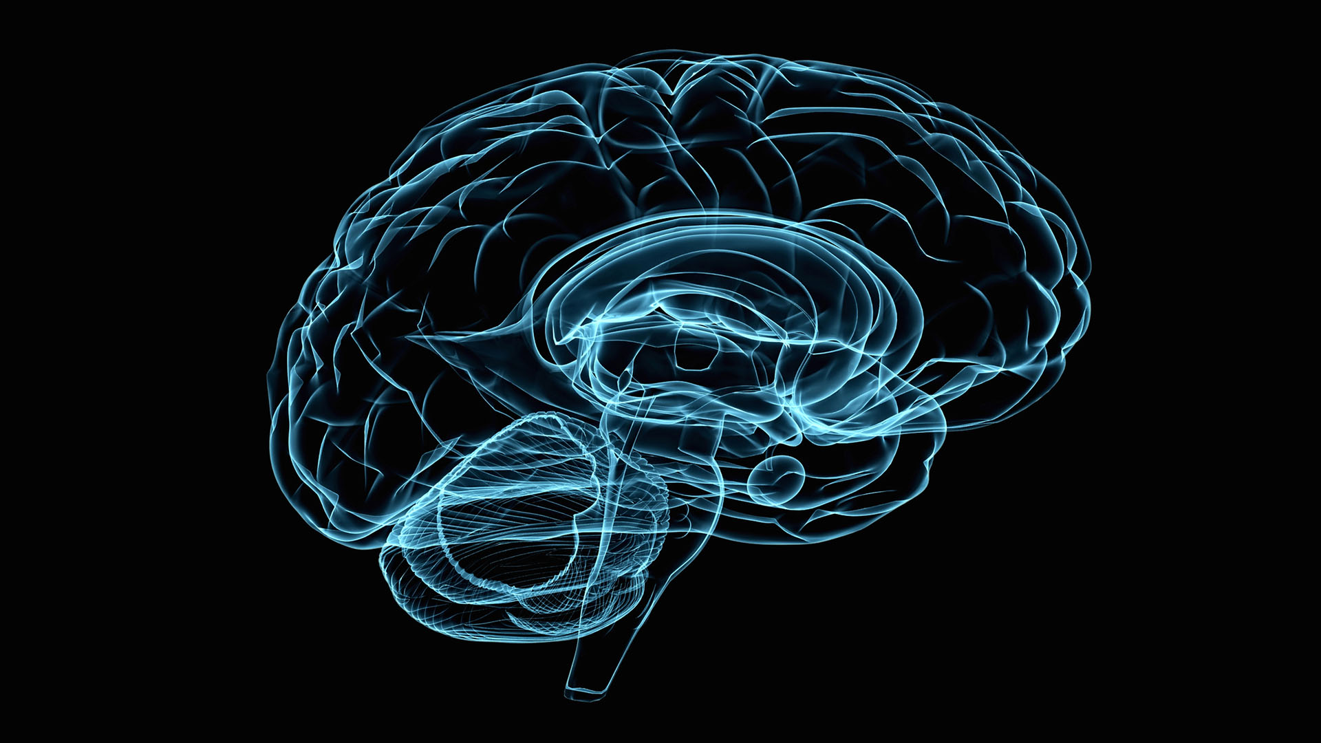 3D-modell över hjärnan