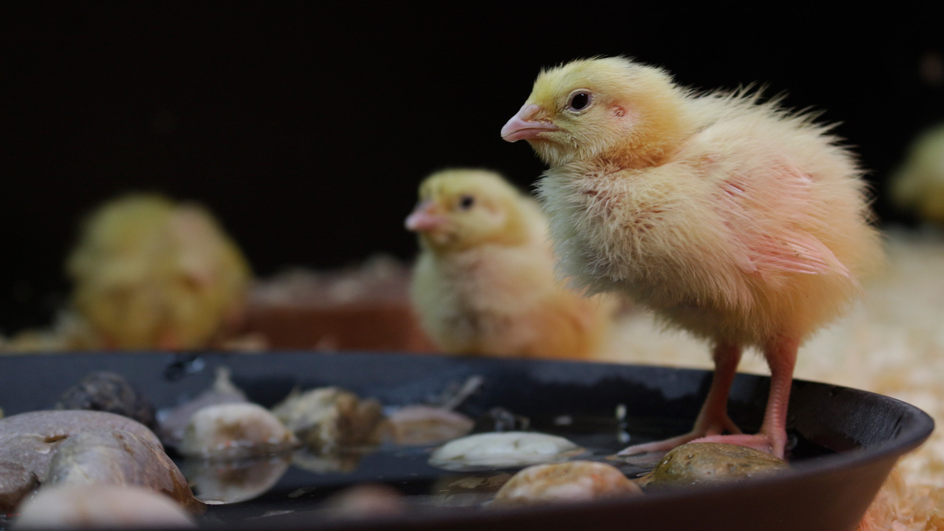 Tre gula kycklingar sitter vid ett vattenbad.