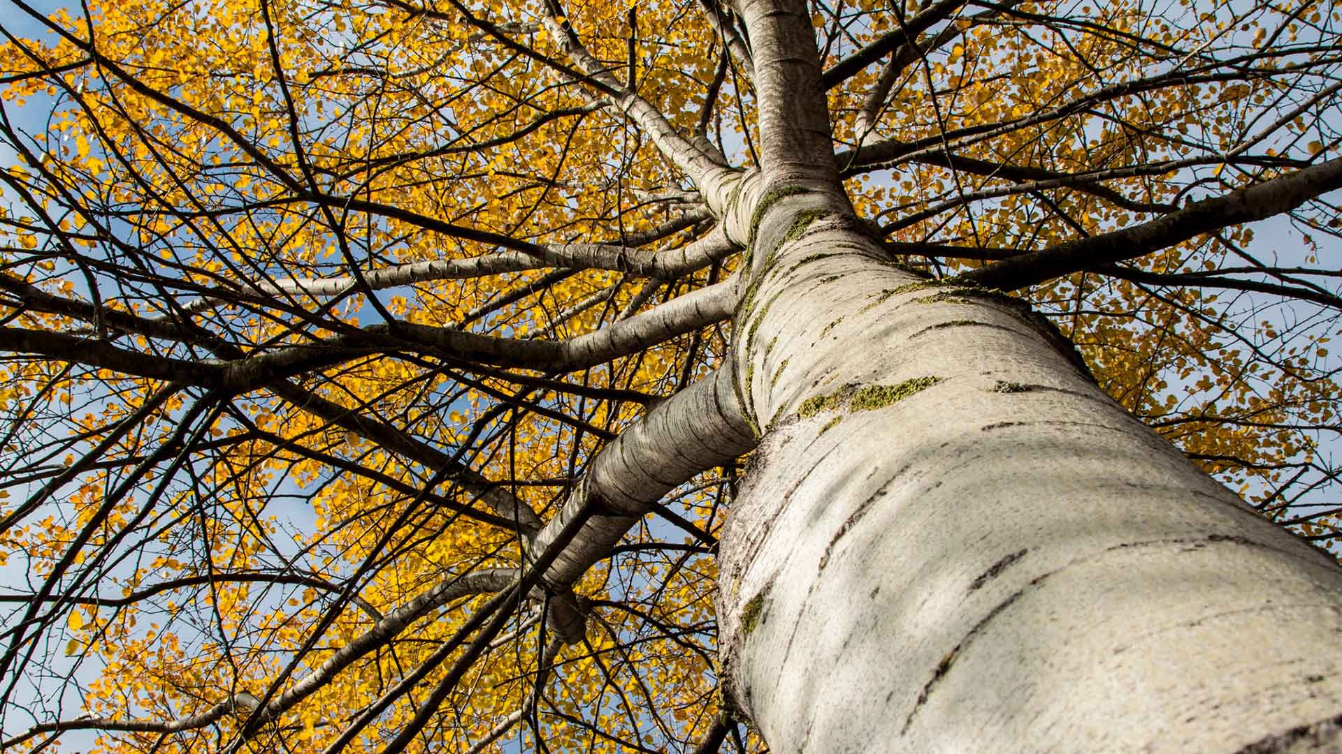 Asp med gul lövkrona sedd underifrån.