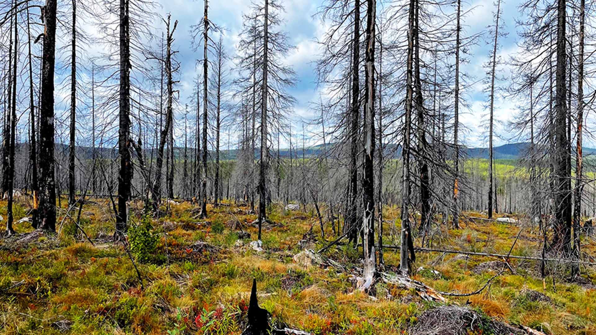 Kala träd efter brand.