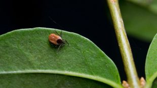 En fästing kryper på ett löv.