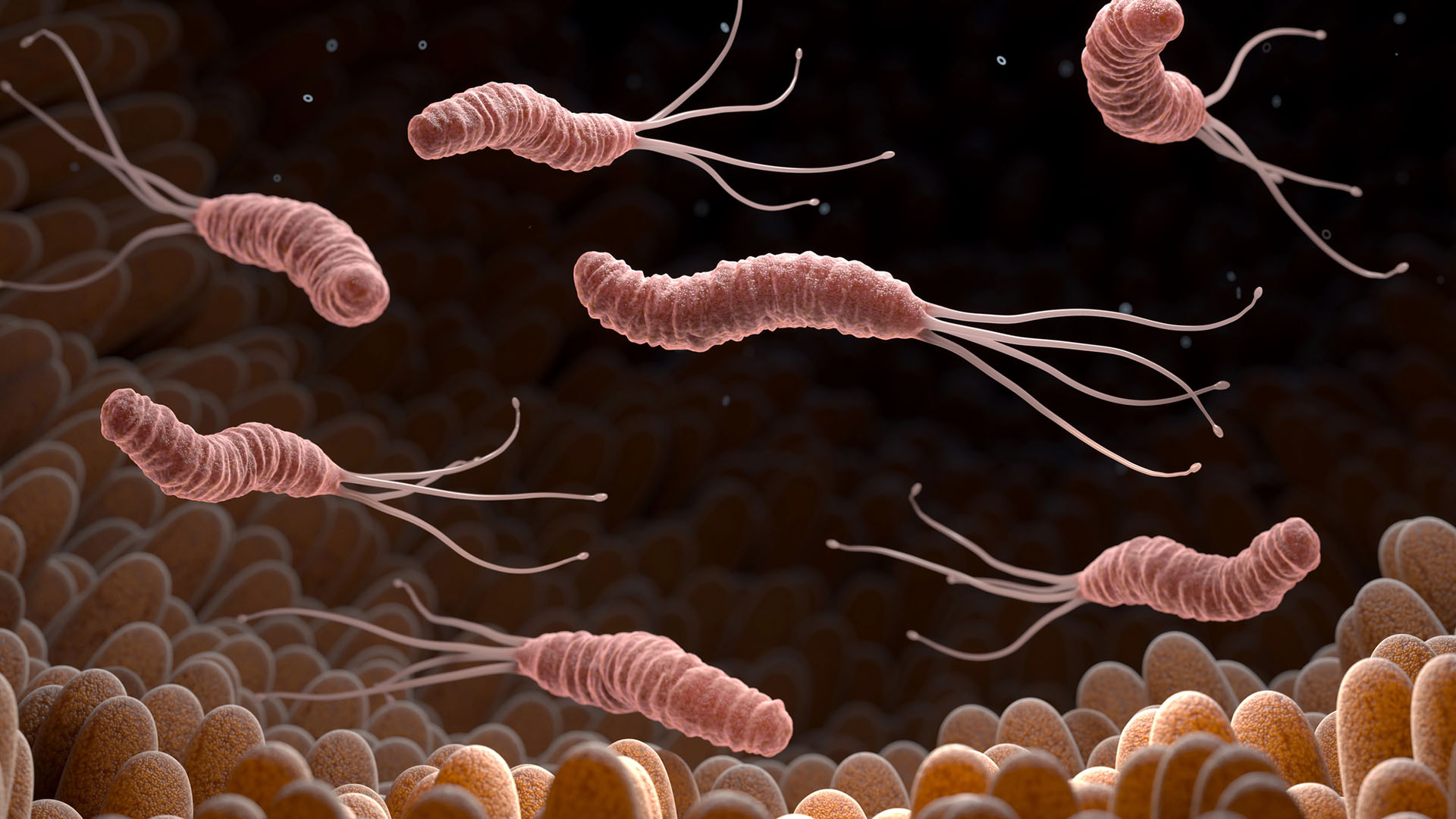 Illustration av magsårsbakterier