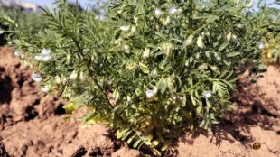 Ganska låga buskar med gröna löv.