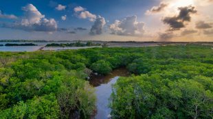 Stort skogsområde med gröna träd nära kusten.