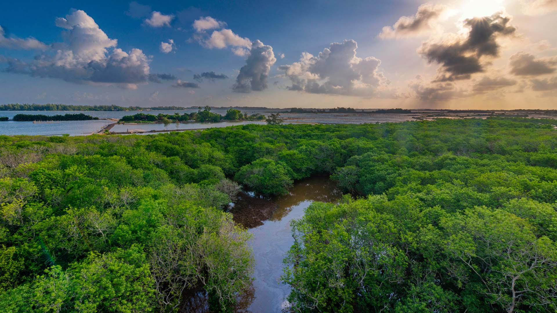 Stort skogsområde med gröna träd nära kusten.