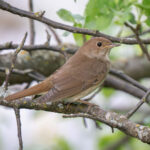Näktergal sitter i ett träd med gröna blad.