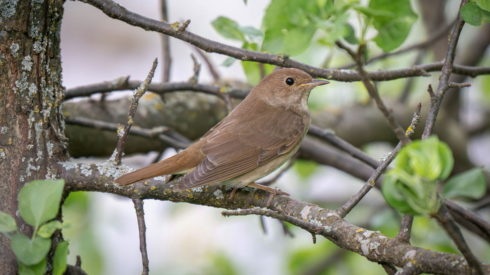 Näktergal sitter i ett träd med gröna blad.