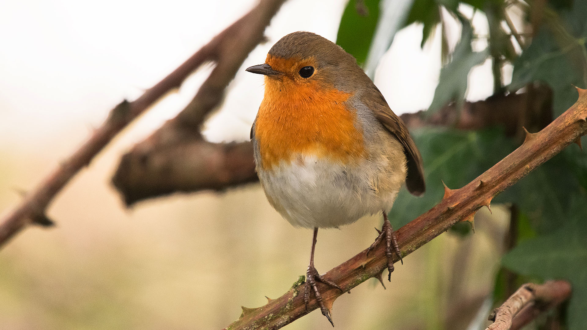 Rödhake med grått huvud och rostrött bröst sitter på en gren.