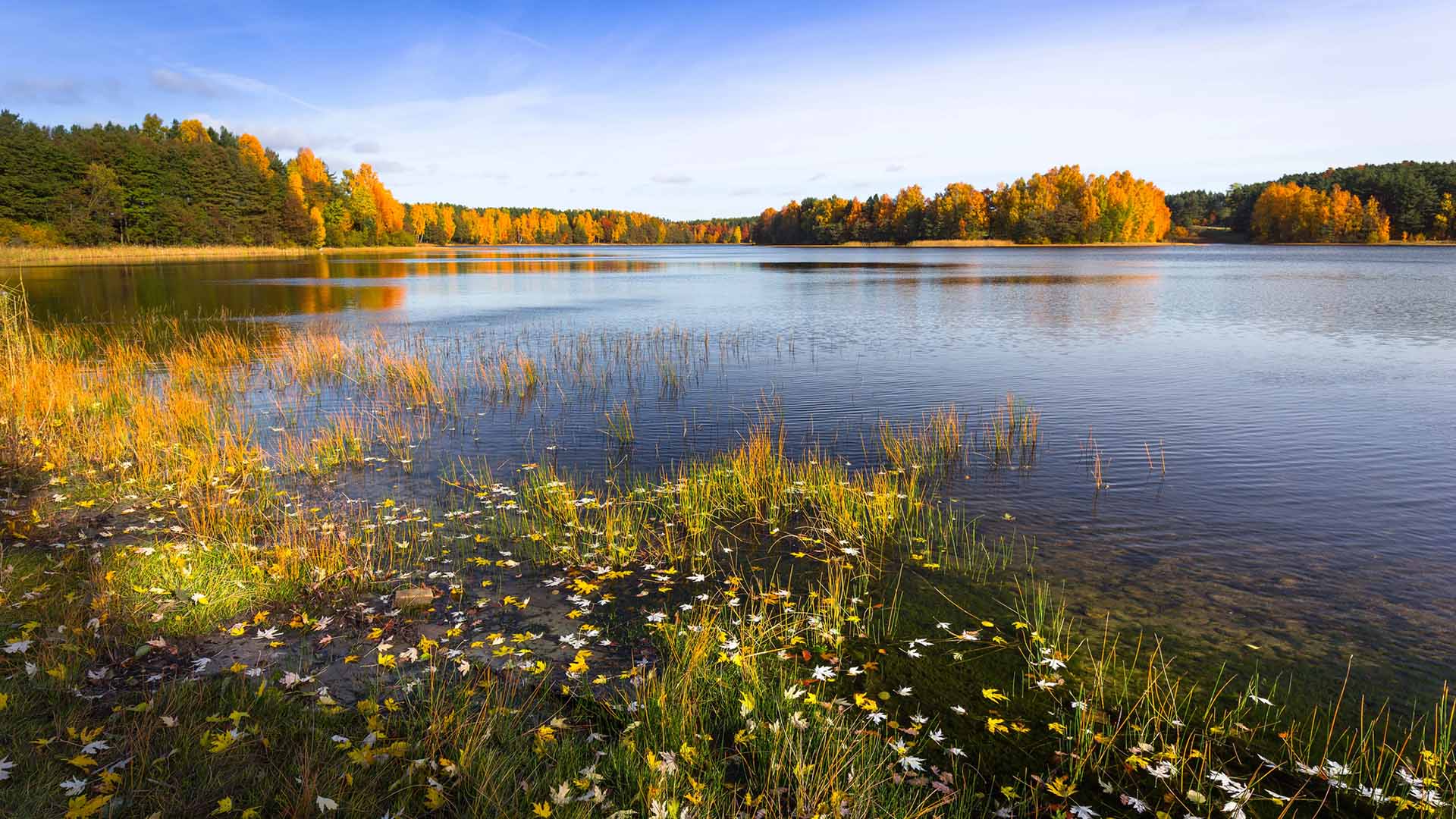 En insjö omgiven av växter i höstfärger.