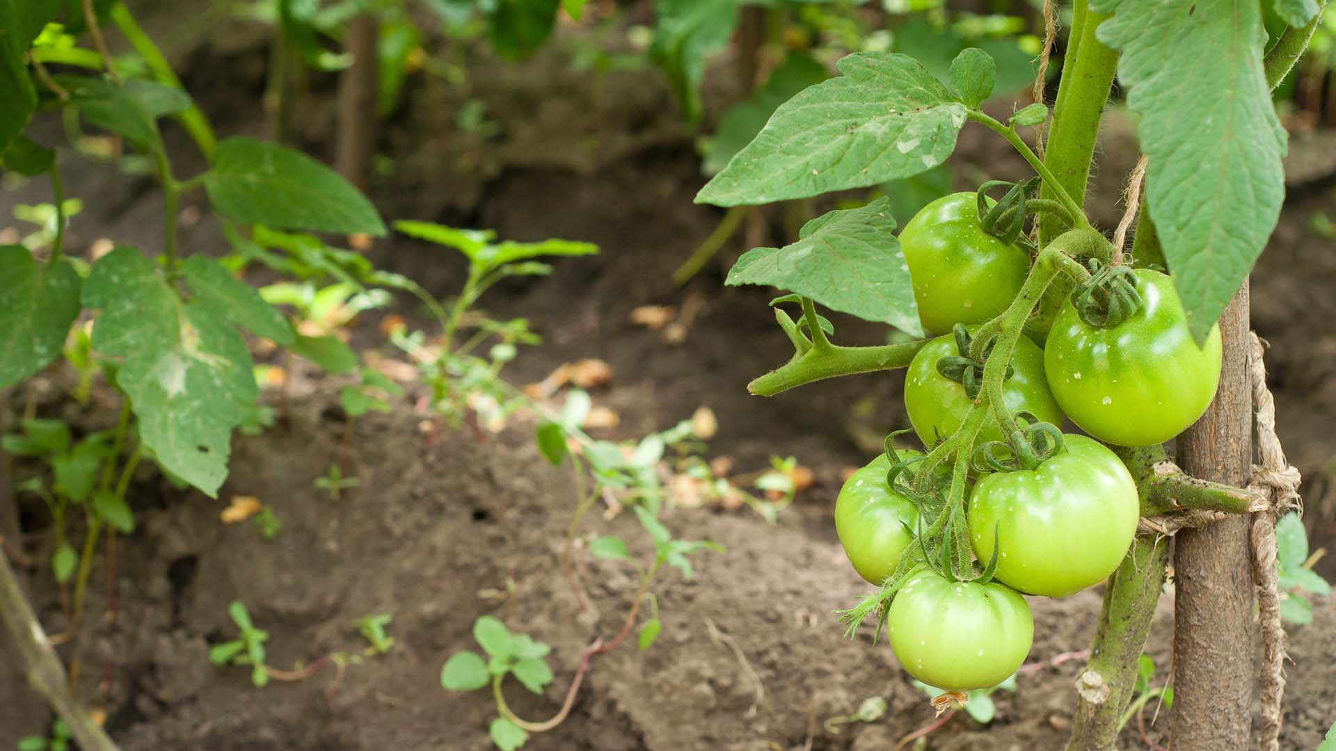 Gröna tomater nära mark.