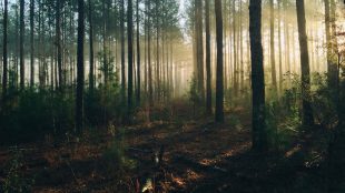 Sol som skymtar fram genom skog