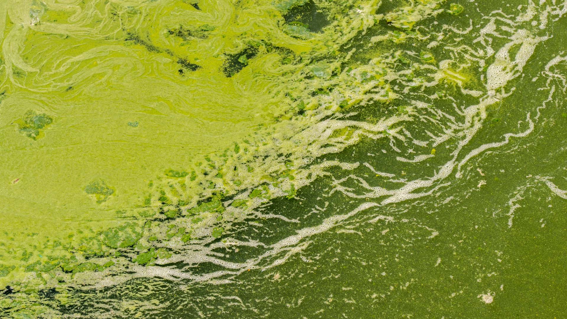 Grönt vatten