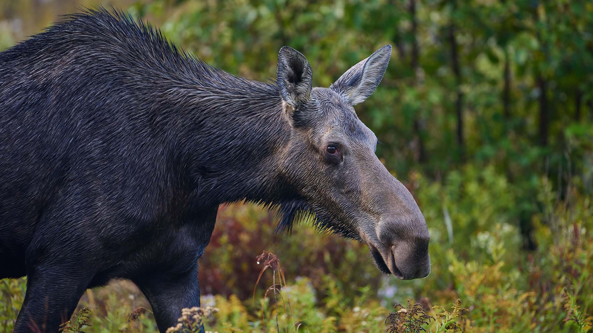 Älg omgiven av skog