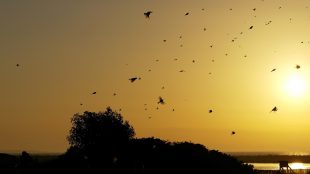Ett myller av fåglar i luften i solnedgången.