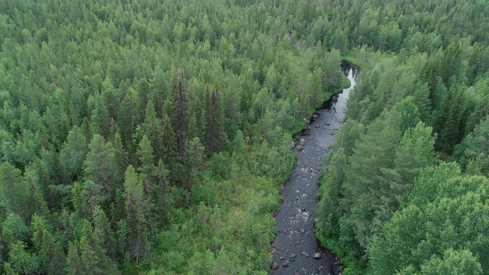 En fors ringlar genom tät skog.