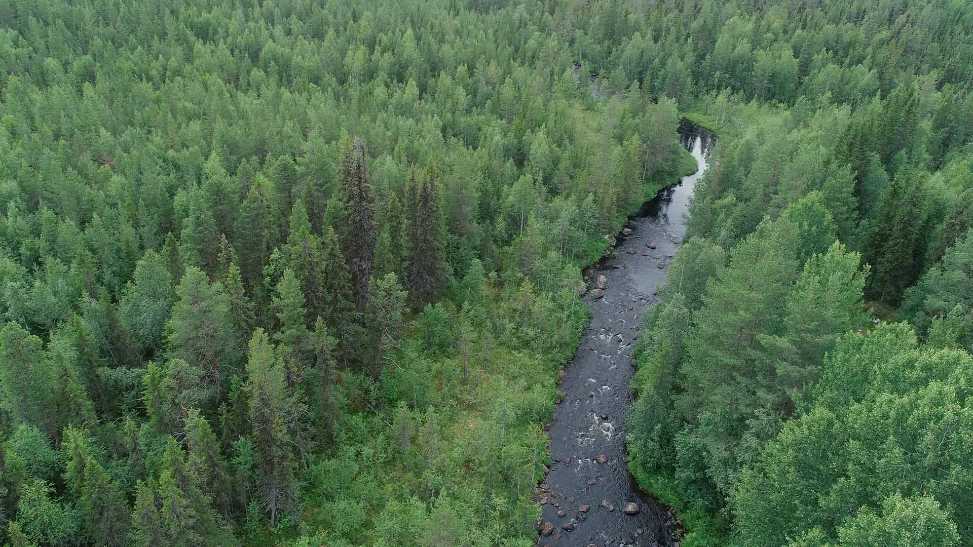 En fors ringlar genom tät skog.
